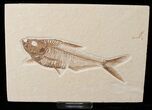 Beautiful Diplomystus Fish Fossil - Wyoming #15940-1